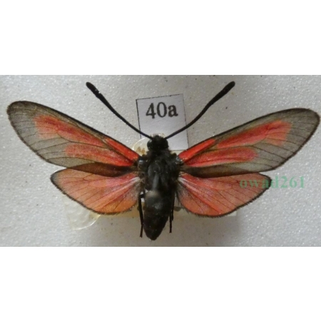 Zygaena purpuralis (Brünnich, 1763) Kraśnik purpuraczek Czech40a
